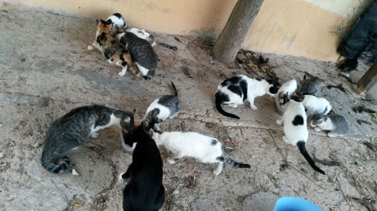 El Ayuntamiento de Fuensalida y su complicada relación con la protección animal.